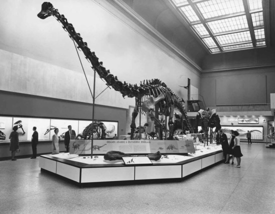 The Diplodocus, as it stood from 1963 through 1981. Image courtesy of the Smithsonian Institution Archives.