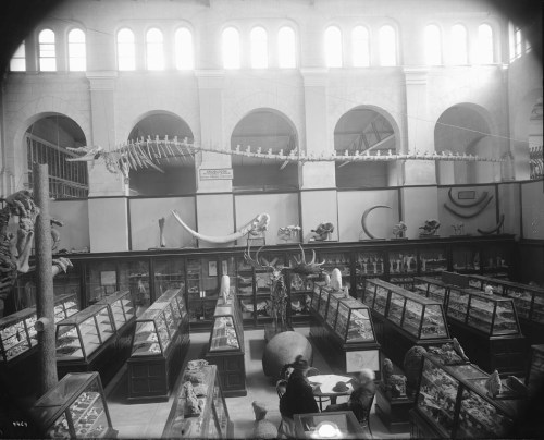 Exhibits like this one at USNM were deemed incomprehensible and inspired early reform