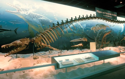 The Basilosaurus was in the Ancient Seas gallery from 1989 to 2008.