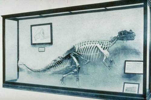 The Ceratosaurus nasicornis holotype, mounted in relief, was a new introduction to the Hall of Extinct Monsters. Photo courtesy of the Linda Hall Library.