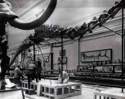 Diplodocus under construction, ca. 1930. Source
