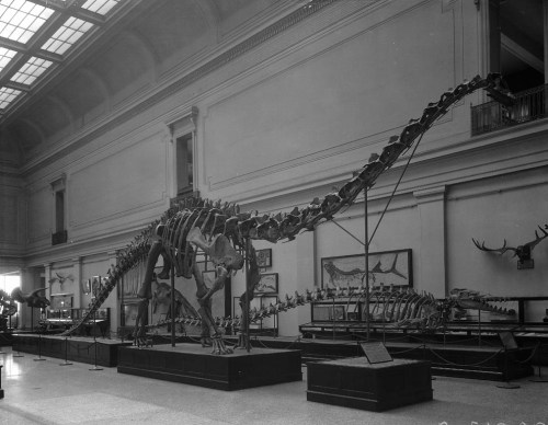 USNM 10865 in the Hall of Extinct Monsters, circa 1932. Photo courtesy of the Smithsonian Institution Archives.