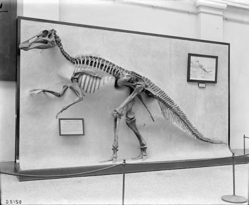 This relief-mounted Edmontosaurus was the first complete Mesozoic dinosaur displayed at USNM. Photo courtesy of the Smithsonian Institution Archives.