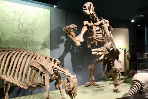 Eremotherium today. Photo by the author.