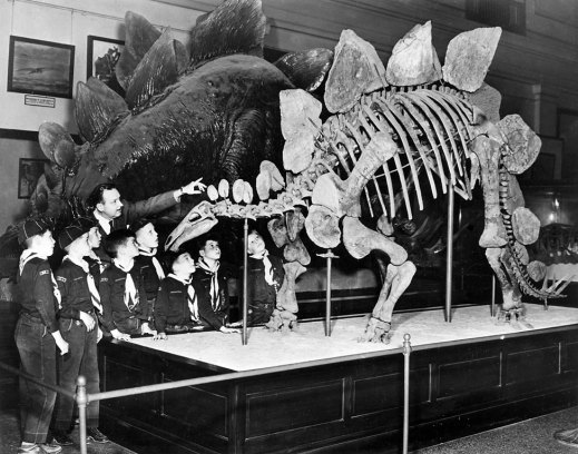 Stegosaurus fossil mount and life-size model circa 1913. Photo courtesy of the Smithsonian Institution Archives. 
