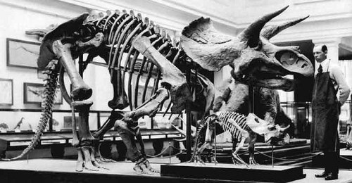 The Triceratops in the Hall of Extinct Monsters, circa 1911. Photo from NMNH on flickr.