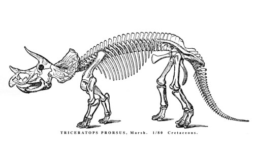 Marsh's 1891 restoration of Triceratops. 