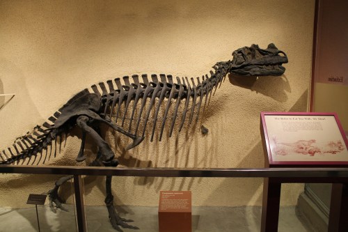 Ceratosaurus. Photo by the author.