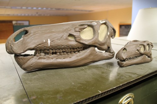 The retired plaster skulls of the original Camptosaurus mounts. Photo by the author.