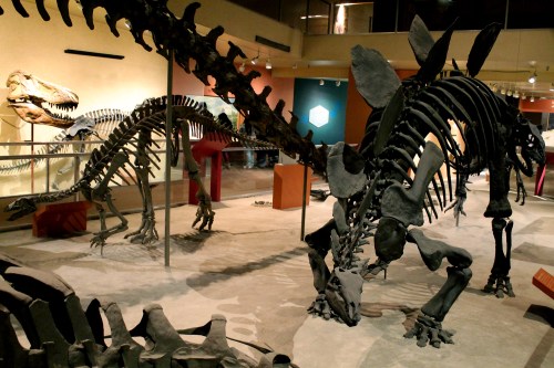 Cast of Stegosaurus and Camptosaurus. Photo by the author.