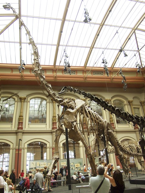 Should the Giraffatitan at Berlin's Museum fur Naturkunde be displayed in Germany? Image from Wikipedia.