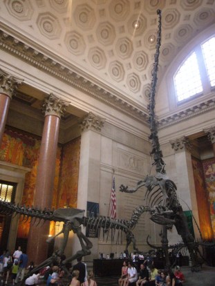 Allosaurus and Barosaurus mount in the Roosevelt rotunda of the American Museum of Natural History. Source: http://www.ourtravelpics.com.