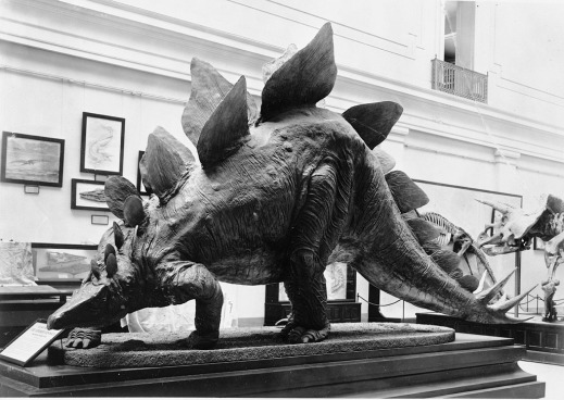 This pudgy papier mache Stegosaurus has been a fixture at the Smithsonian since 1904.