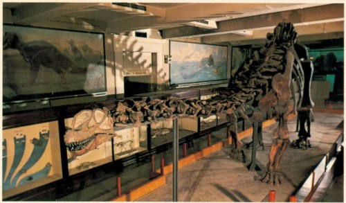 The completed mount as it stood in the 1970s, Camarasaurus head and all.