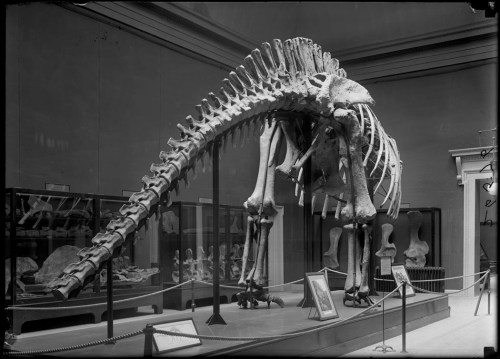 Riggs' Apatosaurus mount stood unfinished from 1908-1958. Photo from the Field Museum Library.