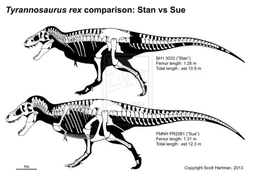 Sue and Stan reconstructions from Scott Hartman's DeviantArt page.