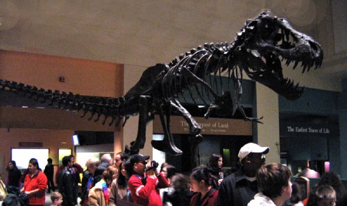 Tyrannosaurus Stan at the National Museum of Natural History.