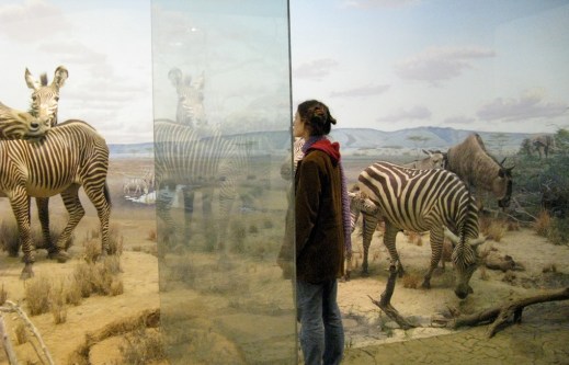 CMNH zebra diorama. Source: amyboemig on flickr.