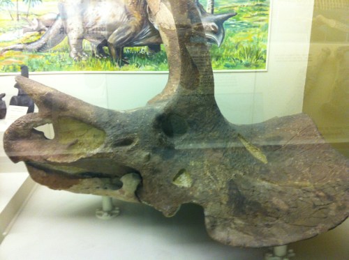 Triceratops skull retrieved by the 1895 Wyoming expedition.