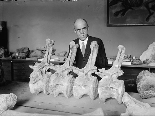 Gilmore with Diplodocus vertebrae.