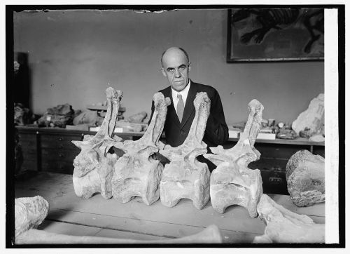Gilmore with Diplodocus vertebrae.