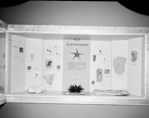 echinoderms1961