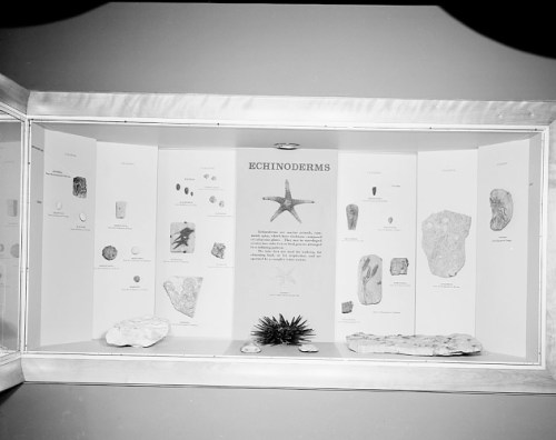 echinoderms1961