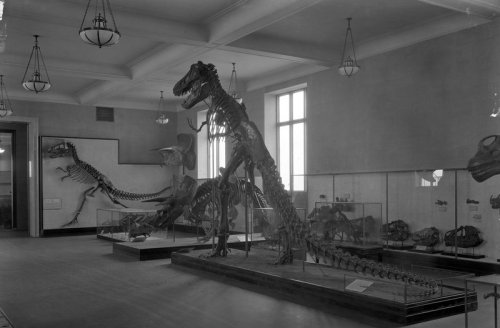 Tyrannosaurus and others in AMNH Dinosaur Hall, 1927. Photo courtesy of AMNH Research Library.