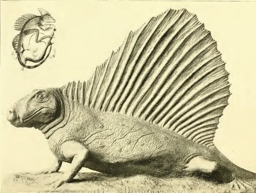 Gilmore's stub-tailed Dimetrodon. Image from Gilmore 1939.