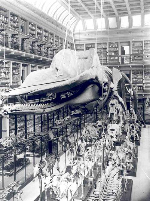 The Hunterian Museum as it appeared in the 1600s: all  of the specimens, not much else.