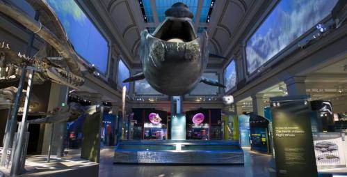 The new Ocean Hall at NMNH: a $90 million new museum extravaganza. 