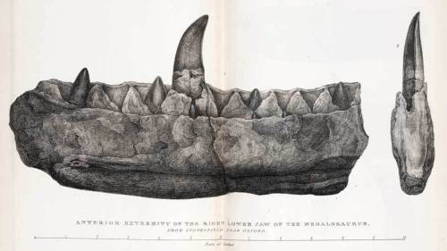 The partial jaw of Megalosaurus, the first named dinosaur.
