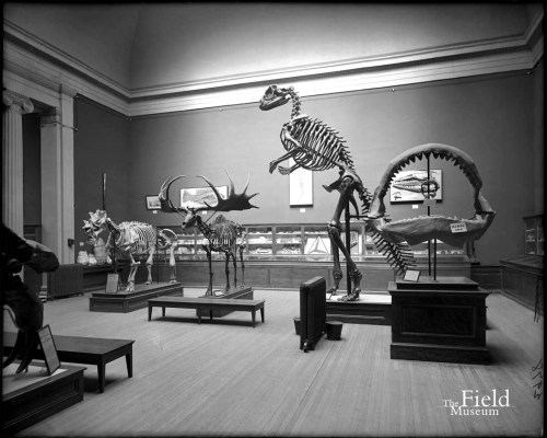 Hadrosaurus cast on display at the Field Museum. Field Museum Photo Archives.