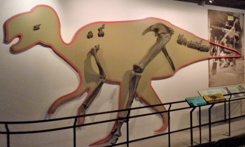 All known Hadrosaurus fossils, presently on display at the Academy of Natural Sciences. 