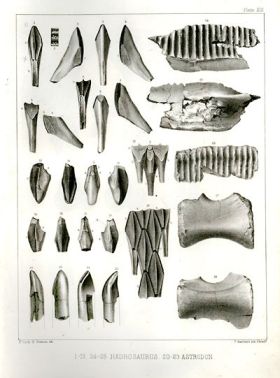 Astrodon teeth lower left.