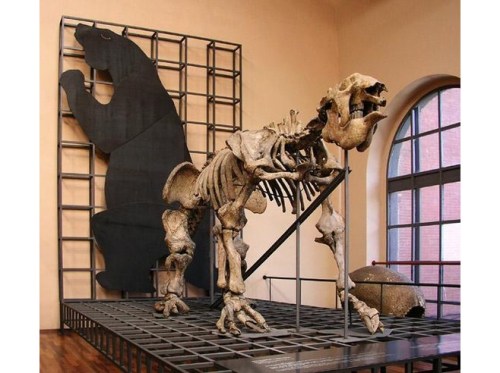 The original Megatherium fossils have been remounted at the Museo Nacional de Ciencias Naturales. Image from TripAdvisor.