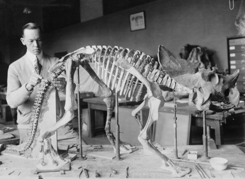 Norman Boss Brachyceratops courtesy Smithsonian archives