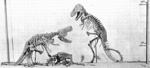 Model of unrealized T. rex showdown mount from Osborn 1913.