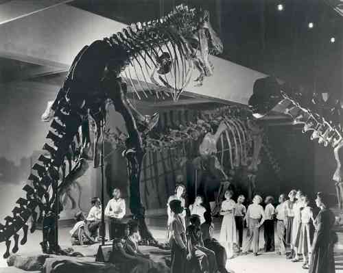 Carnegie Museum of Natural History. Photo from NPR.