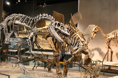 Stegosaurus and Allosaurus