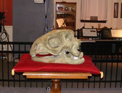 Hadrosaurus replica skull at Academy of Natural Sciences. Source
