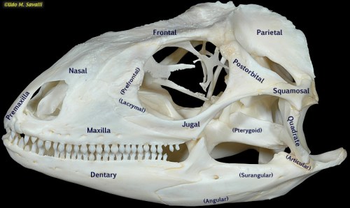 Labeled Iguana iguana skull by Udo Savalli.