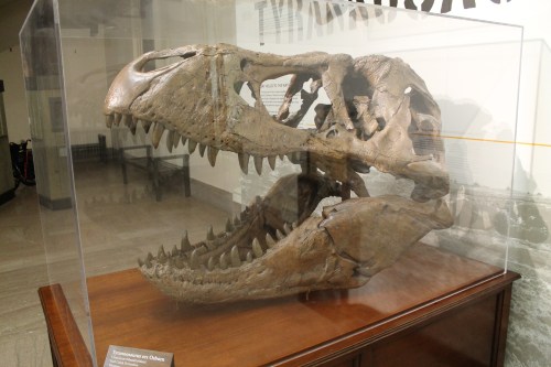 Skull cast of MOR 555, soon to be "The Nation's T. rex", at NMNH. 