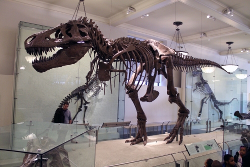 AMNH 5027 was restored and remounted in 1995.