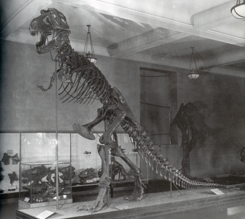 The original Tyrannosaurus rex mount at the American Museum of Natural History. Photo from Dingus 1996.