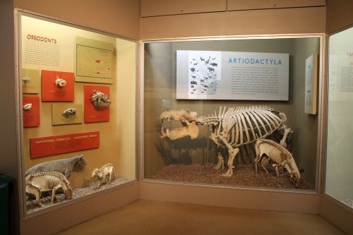 peabody mammals