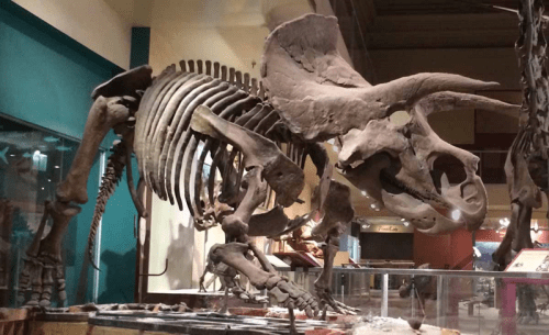 Updated "Hatcher" mount's rarely seen right side. Source