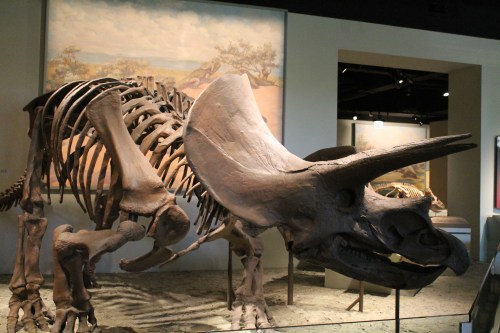 This cast of the AMNH Triceratops at the Field Museum replicates the sprawling posture. Photo by the author.