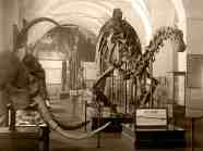 The Diplodocus Seen round The World EXTINCT MONSTERS The Diplodocus Seen round The World EXTINCT MONSTERS