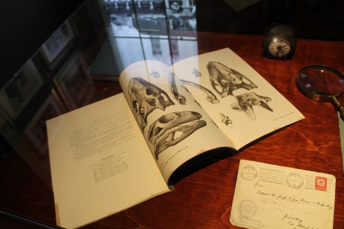 The shrine to Ernst Stromer at the exhibit's entrance. Photo by the author.